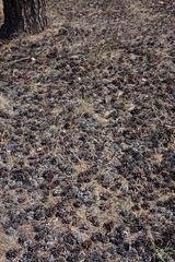 Dendrocopos major