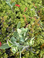 Lathyrus magellanicus