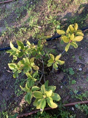 Rhododendron