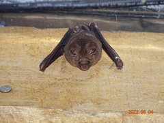 Hipposideros