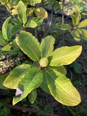 Rhododendron
