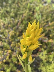 Gavilea lutea