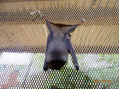 Hipposideros
