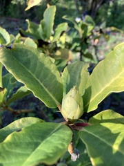 Rhododendron