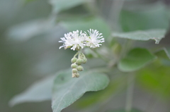 Croton ciliatoglandulifer