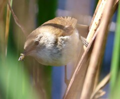 Acrocephalus gracilirostris gracilirostris