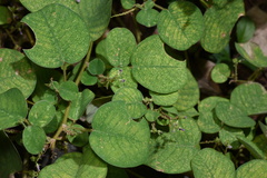 Grona styracifolia