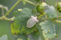 Arvelius albopunctatus