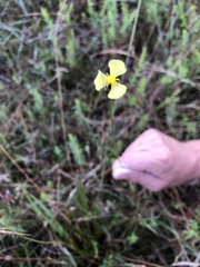 Xyris ambigua