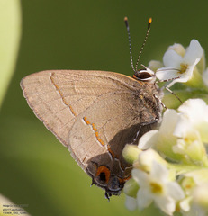 Electrostrymon hugon