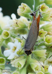 Electrostrymon hugon