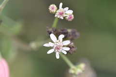 Verbesina microptera