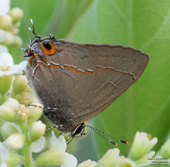 Electrostrymon hugon