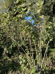 Philadelphus coronarius