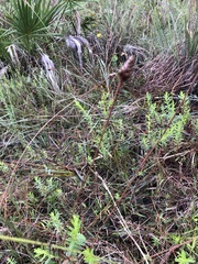 Xyris ambigua