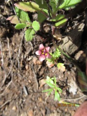 Diascia elongata