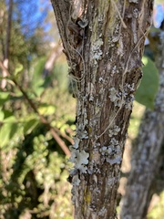 Philadelphus coronarius