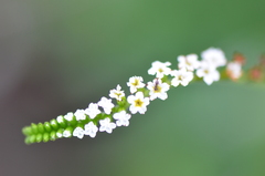 Heliotropium angiospermum