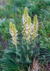 Pedicularis achilleifolia