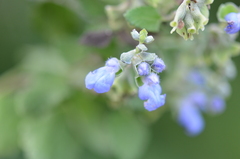 Salvia ballotiflora