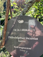 Philadelphus incanus