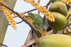 Bronchocela jubata