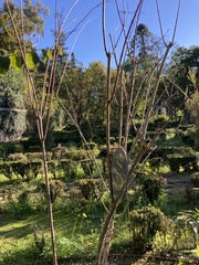 Philadelphus incanus