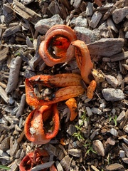 Clathrus columnatus