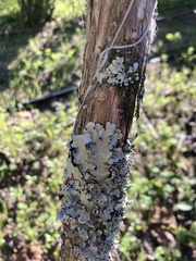 Philadelphus incanus