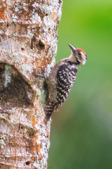Dendrocopos analis