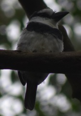 Notharchus hyperrhynchus