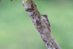 Dendrocopos analis