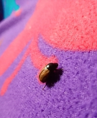 Chasmatopterus