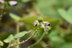 Grona styracifolia