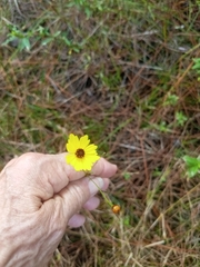 Coreopsis leavenworthii