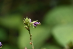Grona styracifolia