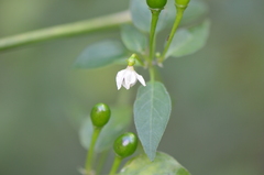 Capsicum annuum