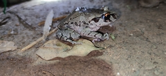 Leptobrachium smithi