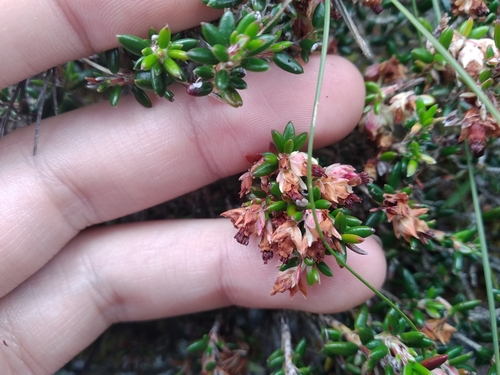 Image of Erica petiolaris by (c) De Waal Hugo, some rights reserved (CC BY)