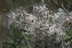 Clematis drummondii