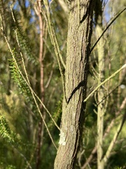 Erica scoparia