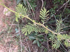 Vachellia tortilis