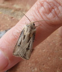 Agrotis spinifera