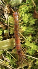 Lithobiomorpha