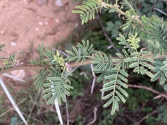 Vachellia tortilis