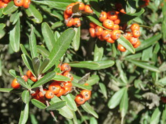 Pyracantha