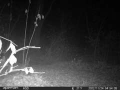 Sylvilagus floridanus