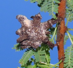 Cephalotelium macowanianum
