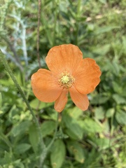 Papaver aculeatum