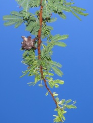 Cephalotelium macowanianum